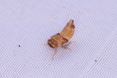 Iassus lanio