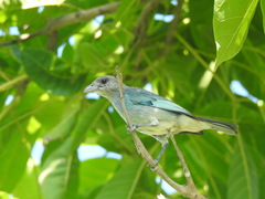 Thraupis glaucocolpa