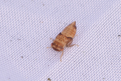 Iassus lanio
