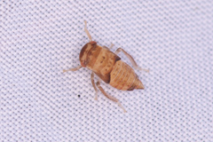 Iassus lanio