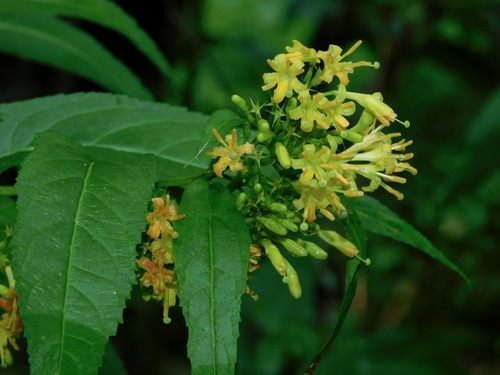 Image of Southern Bush Honeysuckle (Diervilla sessilifolia) by (c) Michael J. Papay, some rights reserved (CC BY)