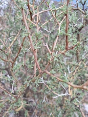 Adesmia microphylla
