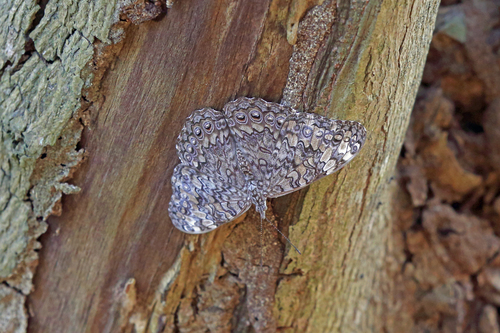 Glaucous Cracker
