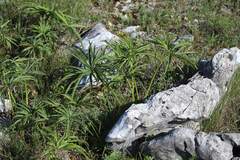 Helleborus multifidus