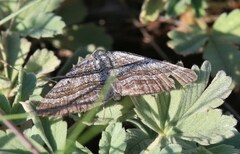 Scotopteryx coarctaria