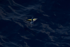 Cheilopogon abei