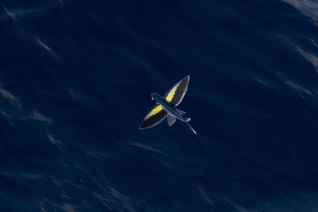Abe's Flyingfish