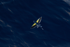 Cheilopogon abei