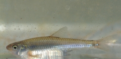 Notropis stramineus