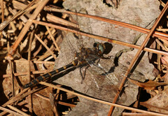 Williamsonia lintneri