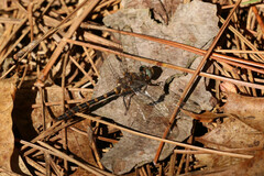 Williamsonia lintneri