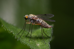 Chrysopilus asiliformis