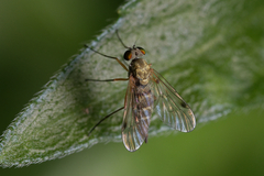 Chrysopilus asiliformis