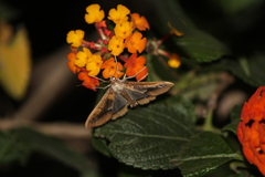 Diaphania fumosalis