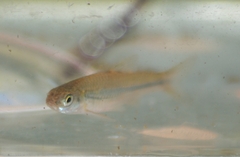 Notropis hudsonius