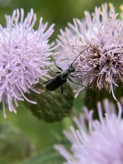 Grammoptera subargentata