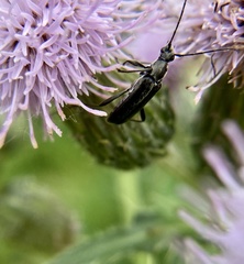 Grammoptera subargentata