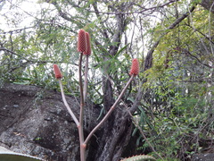 Aloe excelsa