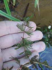 Ranunculus circinatus