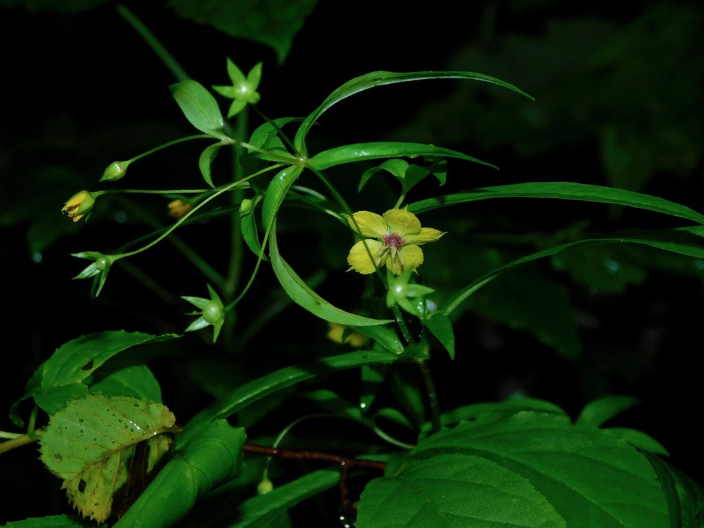 Lanceleaf Loosestrife