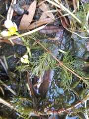 Ranunculus circinatus