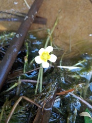 Ranunculus circinatus