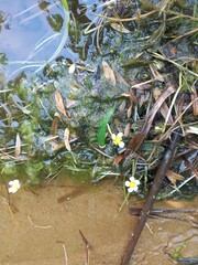 Ranunculus circinatus