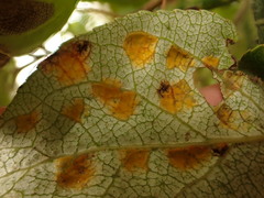 Taphrina populi-salicis