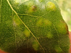 Taphrina populi-salicis