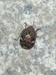 Stethaulax marmorata