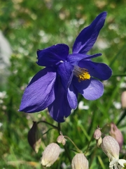 Aquilegia pyrenaica
