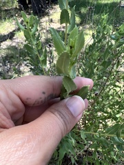 Grindelia adenodonta