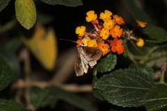 Diaphania fumosalis