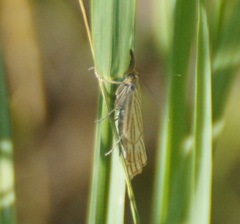 Chrysocramboides craterella