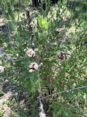 Grindelia adenodonta