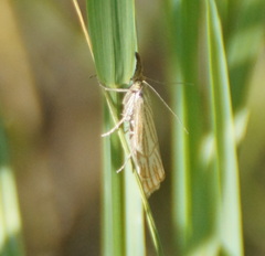 Chrysocramboides craterella
