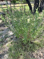Grindelia adenodonta