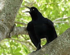 Quiscalus mexicanus