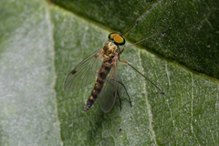 Chrysopilus asiliformis