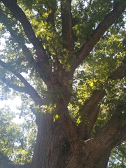 Quercus