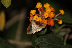 Diaphania fumosalis