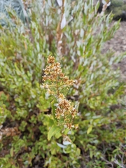 Spinoliva ilicifolia