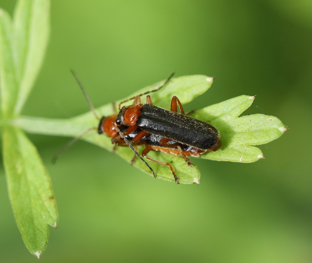 Cantharis nigra from Gonfrevillel'Orcher, France on July 04, 2022 at