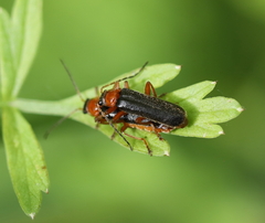 Cantharis nigra