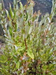 Spinoliva ilicifolia