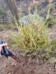 Spinoliva ilicifolia