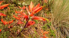 Castilleja pectinata