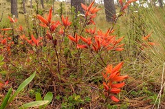 Castilleja pectinata
