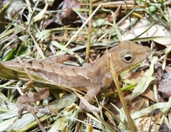 Anolis wilsoni