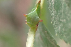 Stictocephala militaris